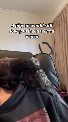 Just sayin’ #pigeon #pigeons #rescueanimals #cuteanimals 