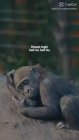 bnyk yg ingin ku beli tp ingat sama pesan KDM,akhir nya aku memilih diam 🤣