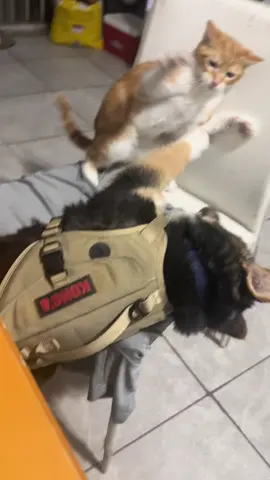 My dog really thinks he’s a cat 😏❤️ #animals #dogsoftiktok #catsoftiktok #fypシ゚viral #cuteanimals #funny #puppy #kitten #catsvideo #doglover 