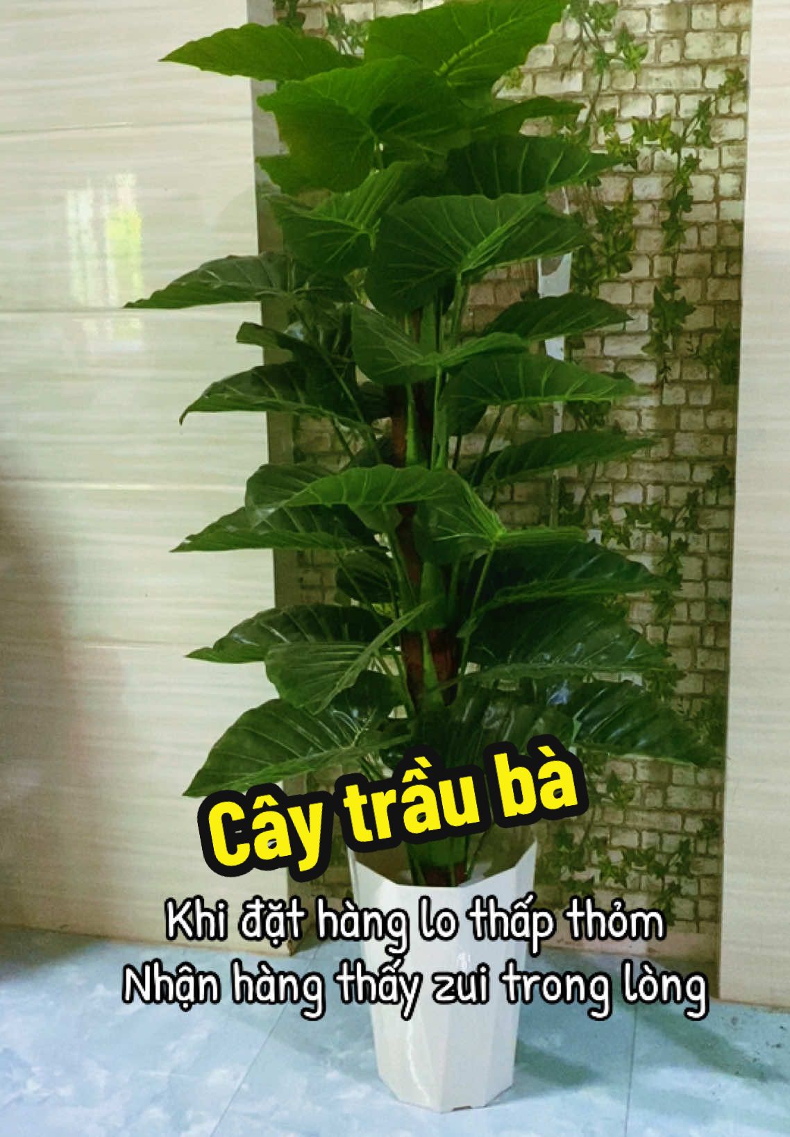 Hơn mong đợi #caytrauba #caycanh #caycanhdep #caycanhnghethuat 