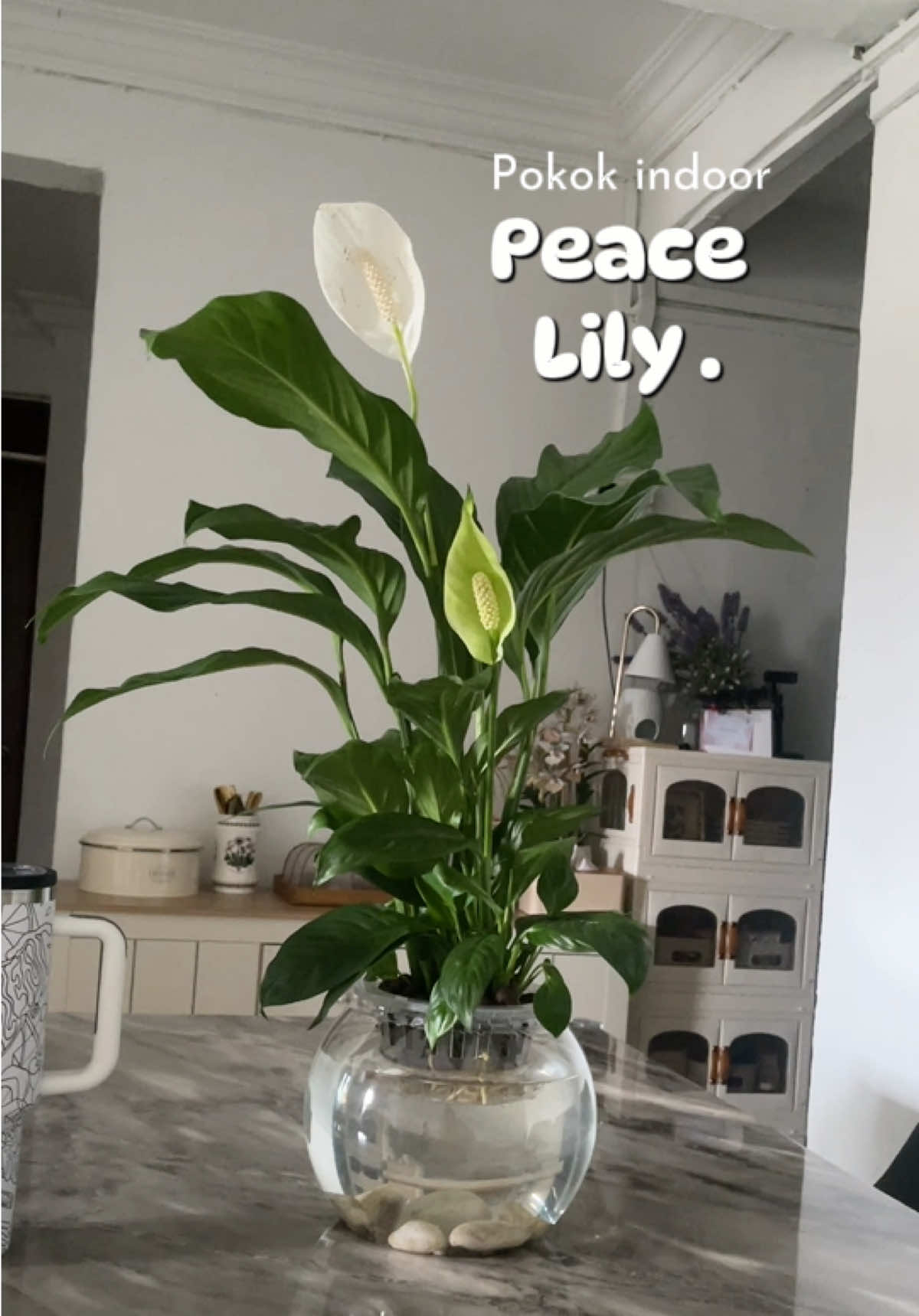 Hias pokok indoor atas meja makan 🤍  #pokokindoor #peacelily #hiasmejamakan #indoorplants #hydroponicplants #hydroponicpot #lecaball 