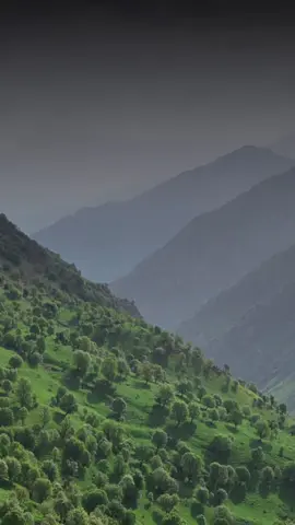 🖤.                  .#CapCut #R_A_S #acc #fypage #sherwani #barzani #trending #fypシ゚viral🖤tiktok #fyp #fy #f #t #fypageシ #fypagetiktok #capcutvelocity #foryoupage #sherwani🦅 #sherwani🦅🖤 #fyppppppppppppppppppppppp #SHERWANI 