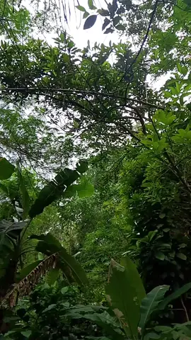 liwetkeunn 