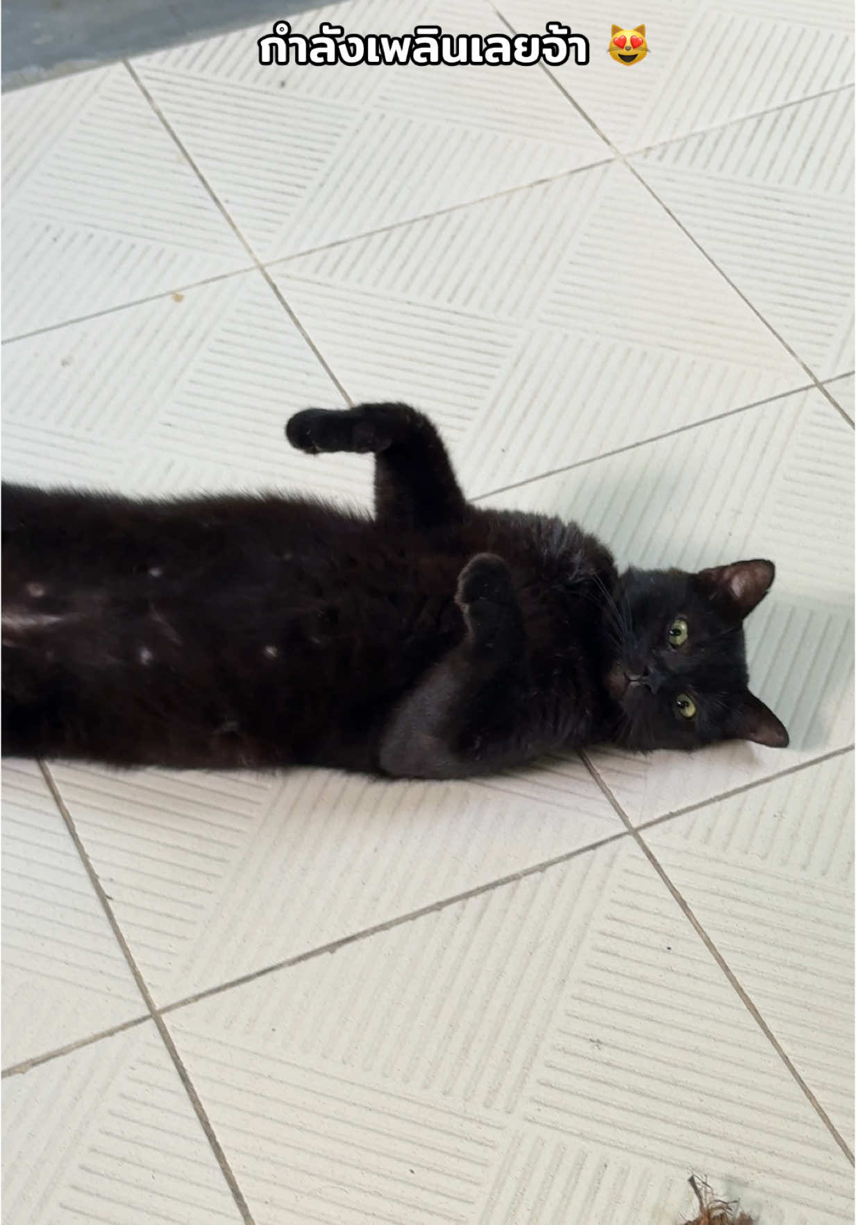 นุดดดด 😻 #สบายเค้าล่ะ #น้องblack #แมวดํา #แมวจรก็มีหัวใจ #แมวสมุย #แมวเจ้าที่ #ทาสแมว #catsoftiktok 