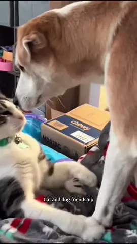 Cat and dog friendship 🐶🐱🤣#funnyvideos #pet #foryou #dog #cat #dogsoftiktok #catsoftiktok #kittycat 