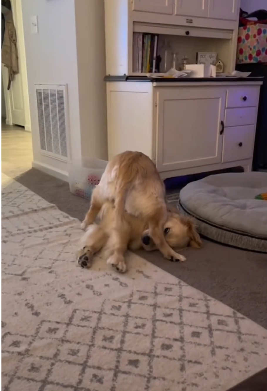 The dog's postures are more funny than one#dog #funny #happy #funny dog #happy dog #dogsoftiktok #animals #funnyvideo #Smart dog #cats #dogs #foryou #funnytiktok 