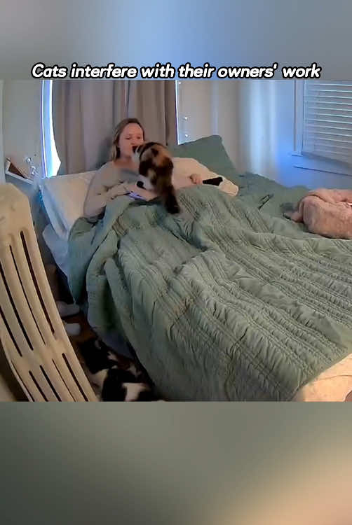 Cats interfere with work #fyp #funny #catsoftiktok #for #cat #cute 
