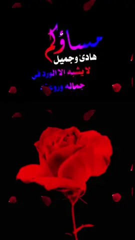 ##مساؤكم هادئ وجميل لايشبه الا الورد في جماله وروعته اسعد الله مساكم😍❤️❤️❤️😘👋