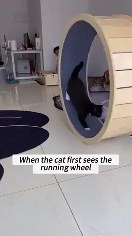 When the cat first sees the running wheel #usa_tiktok #fouryou #funnyvideos #fyp #tiktok #cat #catsoftiktok #funny 