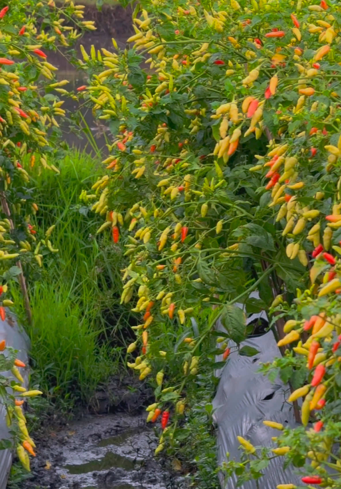 Menyala gini gaiss😍  Sayang sekali harga nya lagi dibawah😁 tapi bersyukurr saja karena rezeki sudah ada takaranya masing” yang penting berusaha semaksimal mungkin supaya hasil panen nya bagus”😇 #petanicabe #caberawit #fyp #kebuncabe #petanimuda #petanimilenial 