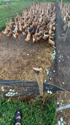 #bebekpetelur #bhayangkarafarm 