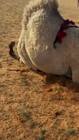 #السجوان #الطياحات #السهول #عليان #الشقح #طياحان_ابن_سجوان 