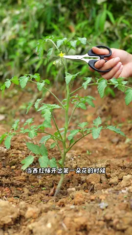 番茄要想长得好，侧枝打掉不能少。 #种植小技巧 #农业种植 #三农 #助力三农 #新农人计划2025 #usa 