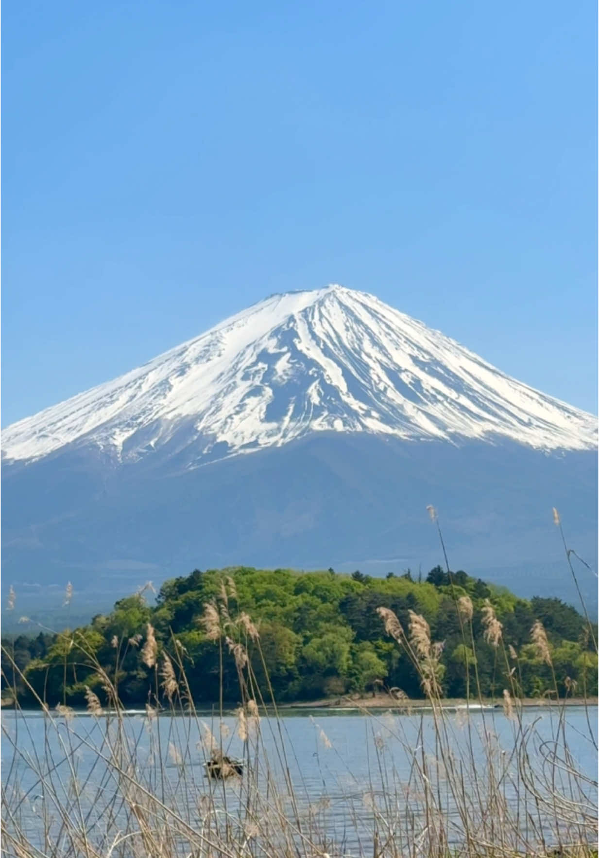 A rare cloudless glimpse of Japan’s majestic mountain, Mt. Fuji🗻 📍Oishi Park , Fujikawaguchiko, Minamitsuru District, Yamanashi, Japan #mountfuji #mtfuji #fujisan #富士山 #kawaguchiko #japan #日本 #japantravel 