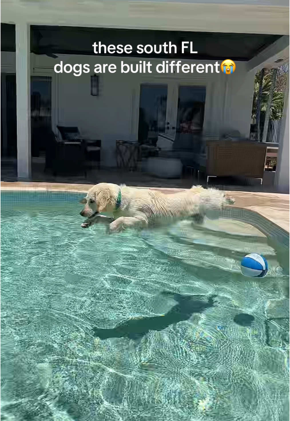 superdog🦸🏼‍♂️🦸🏼‍♂️🦸🏼‍♂️ #dog #southfl #pet #dogs #pets #cute #pool #poolday #florida #beach #sun #ocean #swim #surf #surfing #beaching #wpb #westpalm #westpalmbeach #FL #floridacheck #beachcontent #beachinspo #loveithere #relatable #lol #funny #fyp #foryoupage #4you #4u #4youpage #foryou #Summer #spring 