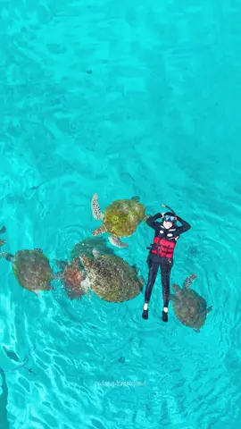 Harini penyu bawa geng nak bergambo🫣, Rezeki betul #fyppppppppppppppppppppppp #redangdroneisland #pulauredangbeach🌴 #fypシ #beautifulterengganu #travel #Redanglsland #pulauredang #travelpulau #cuticutimalaysia #fypage #fyp #holiday #island #tourismmalaysia #beautifulmalaysia #turtle 