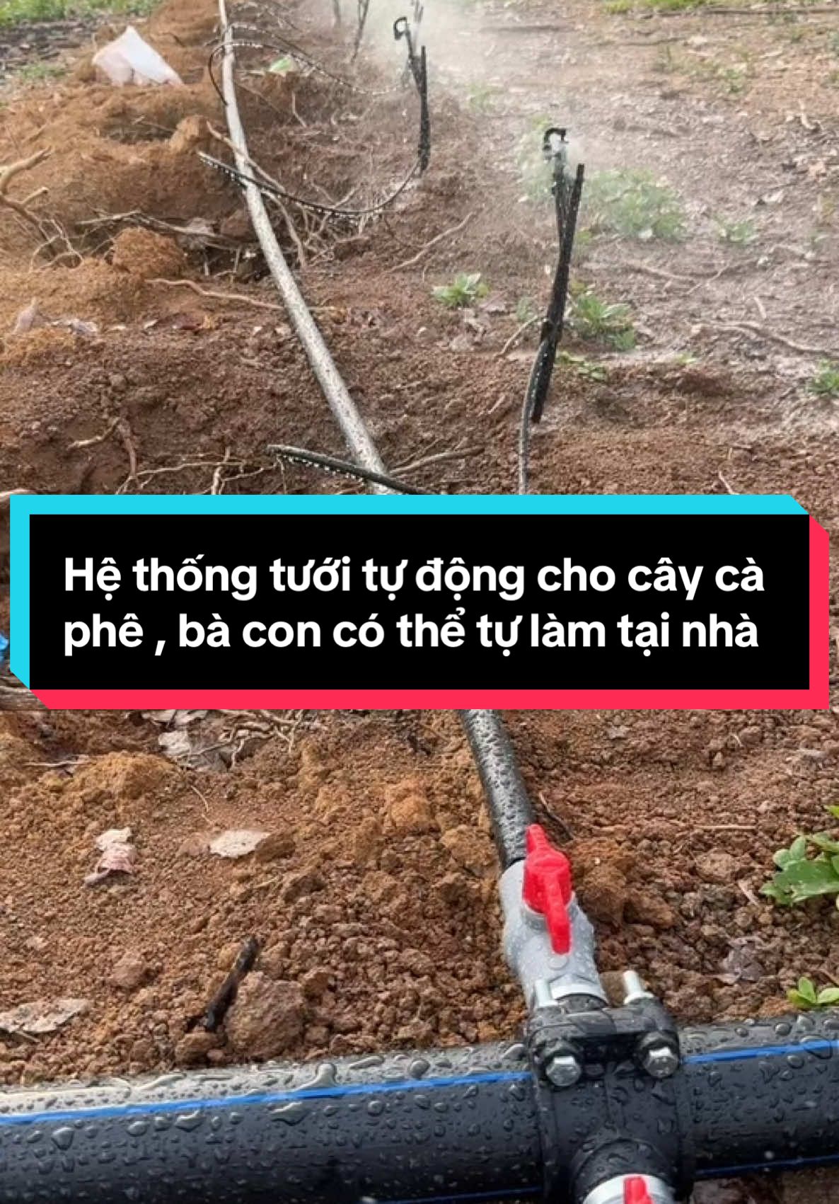 Hệ thống tưới tự động cho cây cà phê , bà con có thể tự làm tại nhà