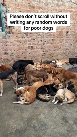 Link in Bio to donate #fyp #dogs #dogsoftiktok #doglover #Usa #dog #dogsoftiktok #fyp #foryoupage #reels #videos #dogsoftiktok 