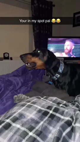 Funny Doberman😂#dog #doberman #funnytiktok #fpy #foryou 