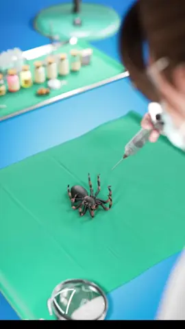 Turning Dead Spiders into Robots 😱😨 #usa #usa_tiktok #american #knowledge #foryouu #americanfacts #uktiktok #fyp #facts #DidYouKnow #LearnOnTikTok #fypusa #foryoupage #fypシ #interestingfacts 