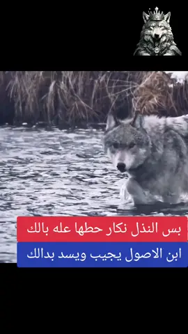 الذئب الوحيد 🔱#عراقيه❤وافتخر😌✌🇮🇶 #العراقيين #العراق_بغداد #اكسلبورر_explore #الشعر #الشعب_الصيني_ماله_حل😂😂 