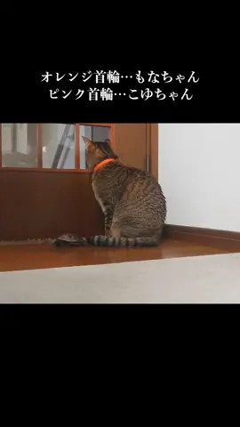 一途だったはずの亀、猫に囲まれ心が揺れる #クサガメ軍曹 #skateboardturtle #🐢 #おもしろ動画 #猫と亀 