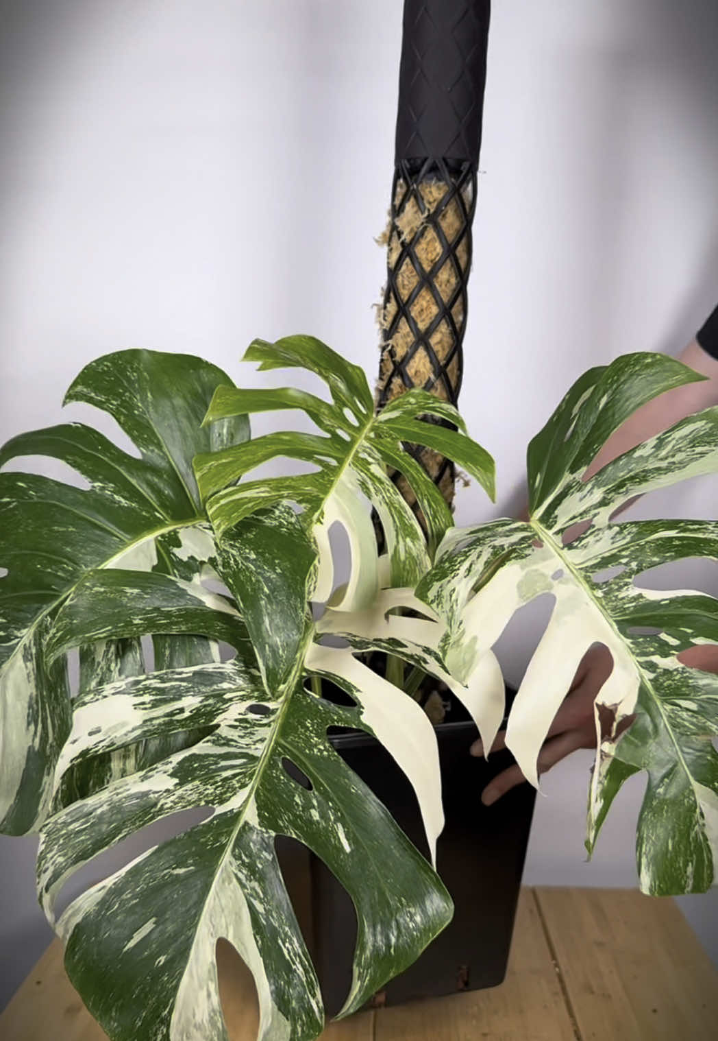 Deine Monstera braucht ein Moosstab! Warum?👀 Weil er die Natur perfekt nachahmt🌳#moosstab #philodendronglorious #monsteradubia #philodendron #monsteraesqueleto #manjulapothos #philodendronverrucosum #philodendronmelanochrysum #philodendronpinkprincess #philodendronsplendid #monstera #philodendrongloriosum 