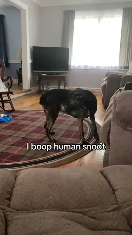 Snoot booped ya