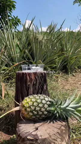 วัดระดับความหวานของสับปะรดห้วยมุ่น🍍🤤 เนื้อ1ของสวนแขมมิกา #หวานเจี๊ยบ❤️ #ห้วยมุ่นหวานเจี๊ยบ #สับปะรดฉ่ําๆ #แขมมิกาสับปะรดห้วยมุ่น #อุตรดิตถ์ #ฝีดเถอะขอร้อง #คลิปล้านวิว 