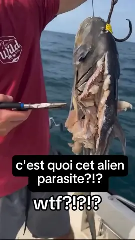 on rigole pas avec le ver de feu Barbu 🪱