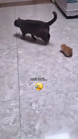 The Making of an Unreliable Cat Mom.#cat #catsoftiktok #catlover #funny #funnyvideos #foryou #fypage #fypツ #funnycat #funnytiktok #cats#usa🇺🇸 