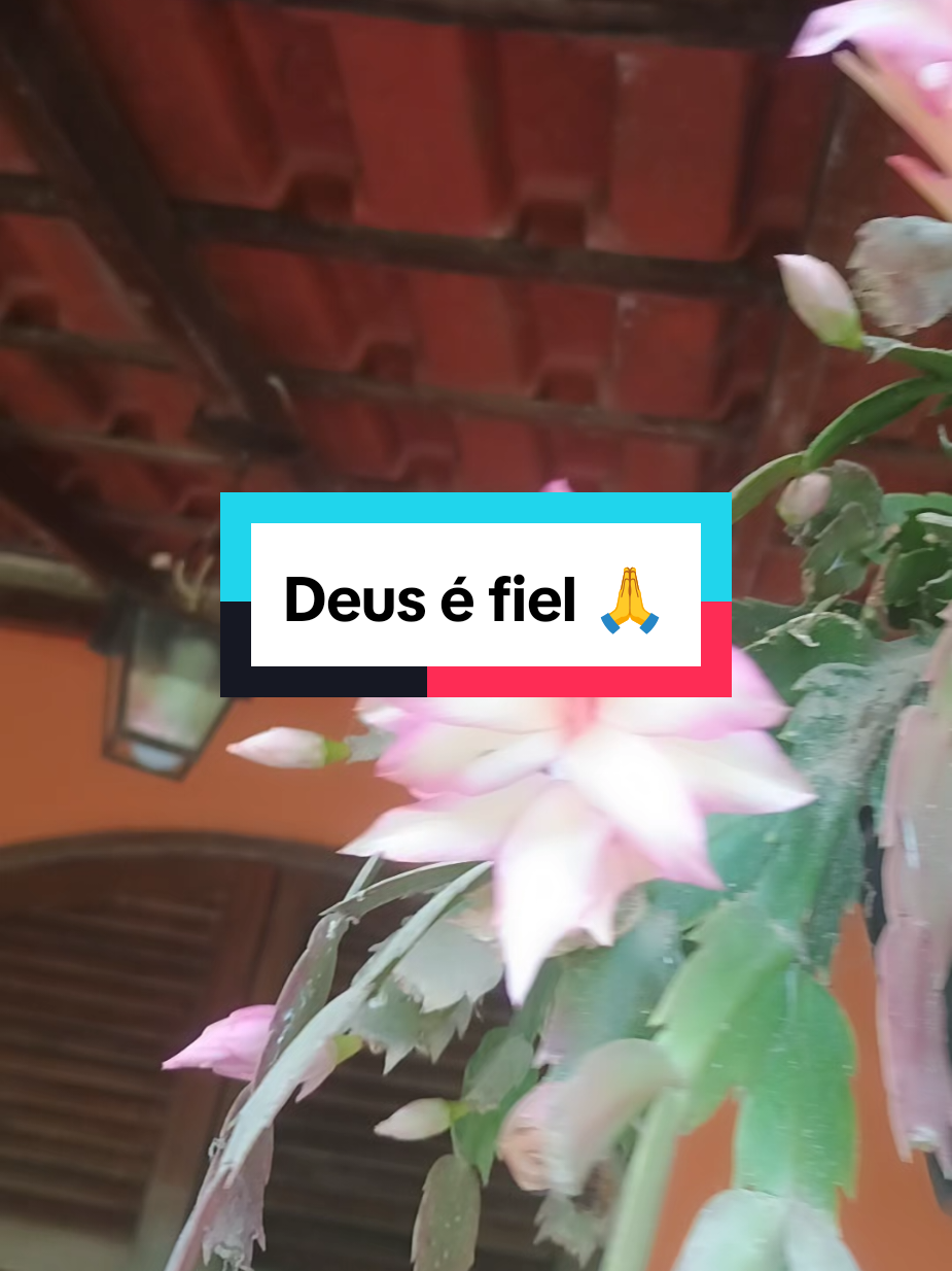 #imagenslindas #Amante das plantas #videocommusica 