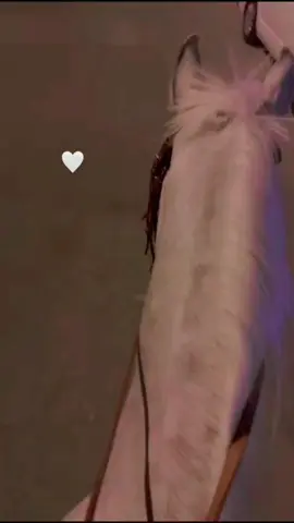 #خيل #خيول_عربية_اصيلة #خيل_عربي_اصيل #خياله🐎 #خيال #خيول #foryourpage #foryoupage 