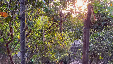 “Có một thế giới không quá xa, chỉ cách phố thị vài nhịp thở… Ở đó, gà gáy vang trong buổi tinh sương, cây trái ngọt lành sau vườn nhà, và mỗi khoảnh khắc đều bình dị như chính nụ cười của mẹ. Quê không cần lộng lẫy, chỉ cần chân thật. Mỗi lần trở về là mỗi lần trái tim được sưởi ấm bằng tình đất, tình người.” #cuocsong #binhyen #lacquan #yenbinh. 