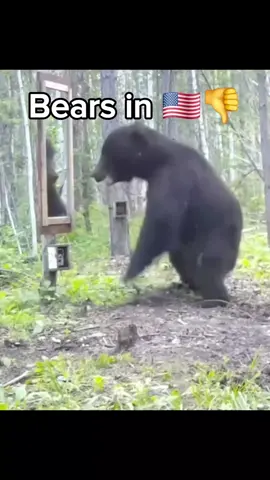 Bears in 🇺🇸👎 vs Bears in 🇨🇳👍 #china #🇨🇳 #chinese #chinesetiktok #chinatiktok #🇨🇳🇨🇳 #🇨🇳🇨🇳🇨🇳🇨🇳🇨🇳🇨🇳🇨🇳🇨🇳🇨🇳🇨🇳🇨🇳 #chinaa 