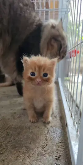 Pretty little baby tom #tomcruise #kitten #trending #fyp 