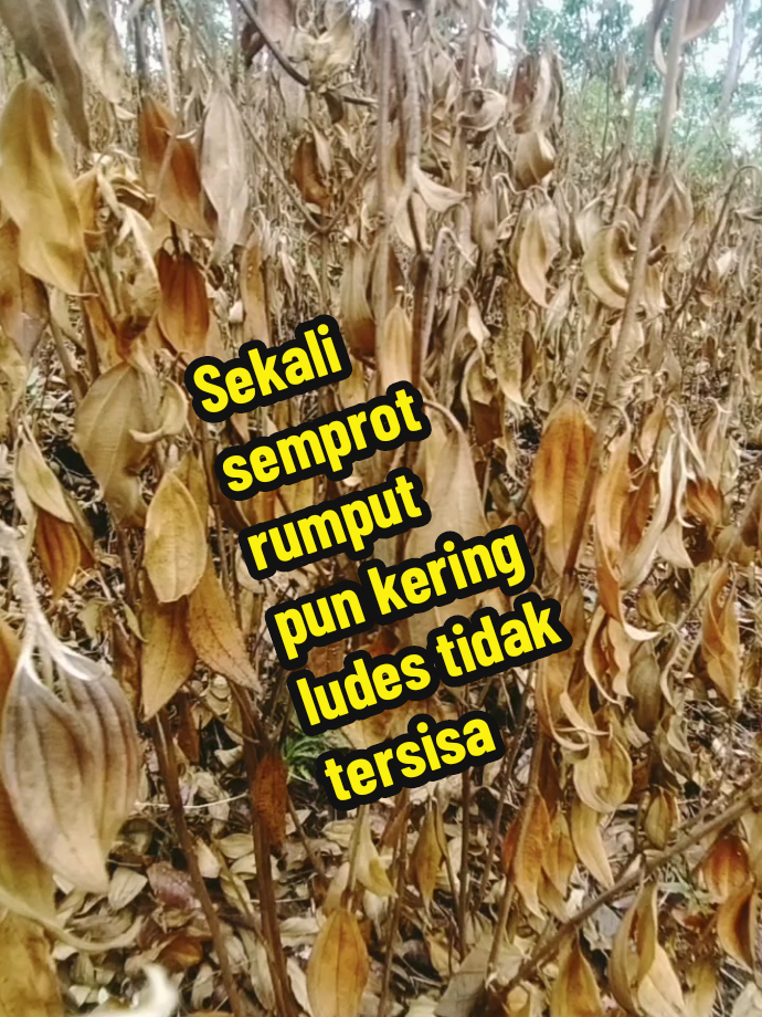 rumput setinggi ini kering kerontang#herbisidakrestara#herbisidakontak#petaniindonesia #f 