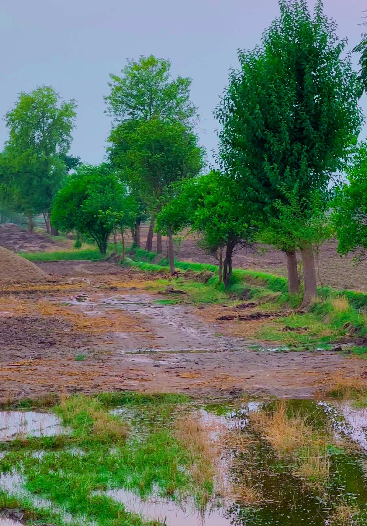 Panjab ❤️‍🩹🫴🌸🦋#Trending #pendawaly_star #foryoupage #views_video #fypシ #fypシ゚viral #fyp #پنڈاں_والے #پنڈاں_آلے_جٹ #میرا_سہنا_پنڈ_ناتھے_الہ_ضلع_بہاولنگر #unfrezzmyaccount #pindanathayala #fpyyyyyyyyyyyyyyyyyyyyyy 