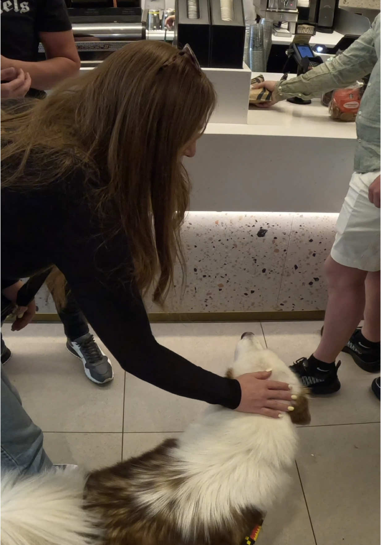 Starbucks interactions with my dog!!  #doglover #starbucks #viral #pets #fyp #foryou #husky #fypp #coffee 