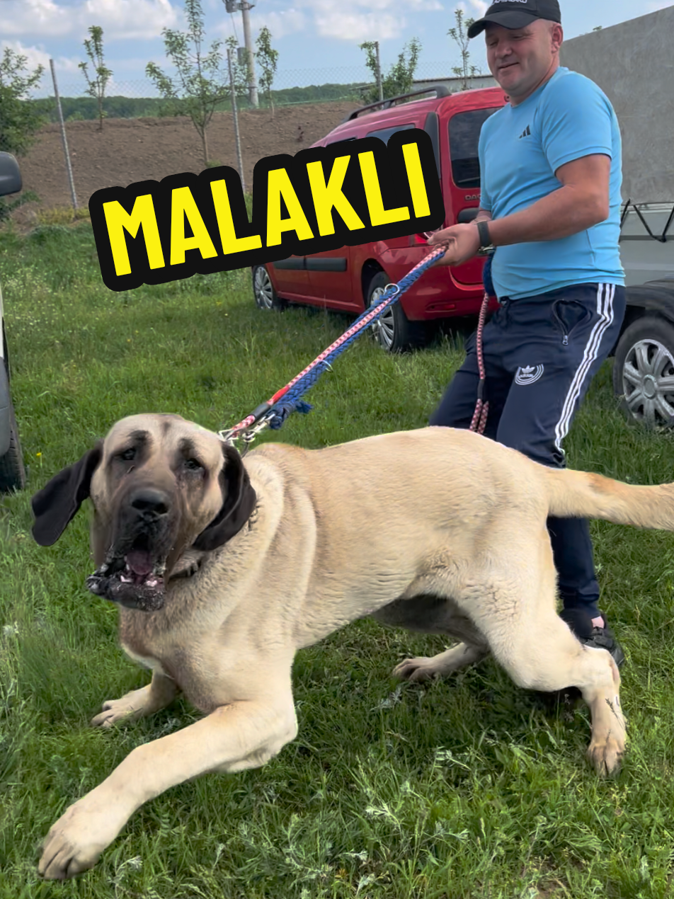 Malakli de senzație din câinii crescuți cu pasiune de Tudor   @Tudorel Ion  #tik_tok #foryou #videoviral #2025 #shorts #hugedog #foryoupage❤️❤️ #bigdog #caini #shortvideo #youtubeshorts #sharethecare #malakli #malaklikangal 