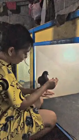 sederhana mawon, ora kabeh bojo isoh ngeneki ❤ #kandangsapi#Gento#merpatikolongbebas#fyp#xbcyza#merpatiloversindonesia berandafyp#merpatilovers