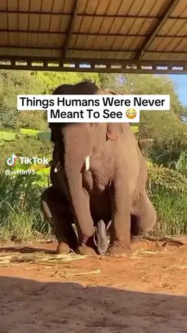 woah that's one huge of an elephant owner : weirdly factual #mlbbxnaruto #fyp 