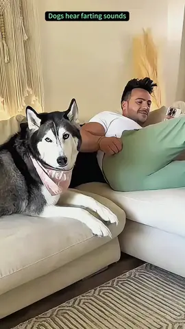 Try not to laugh 😂😂😂 #funny #animals #funnypets #funnyanimals #catsoftiktok #funnytiktok #cat #haha #dog #pet #funnyvideos 