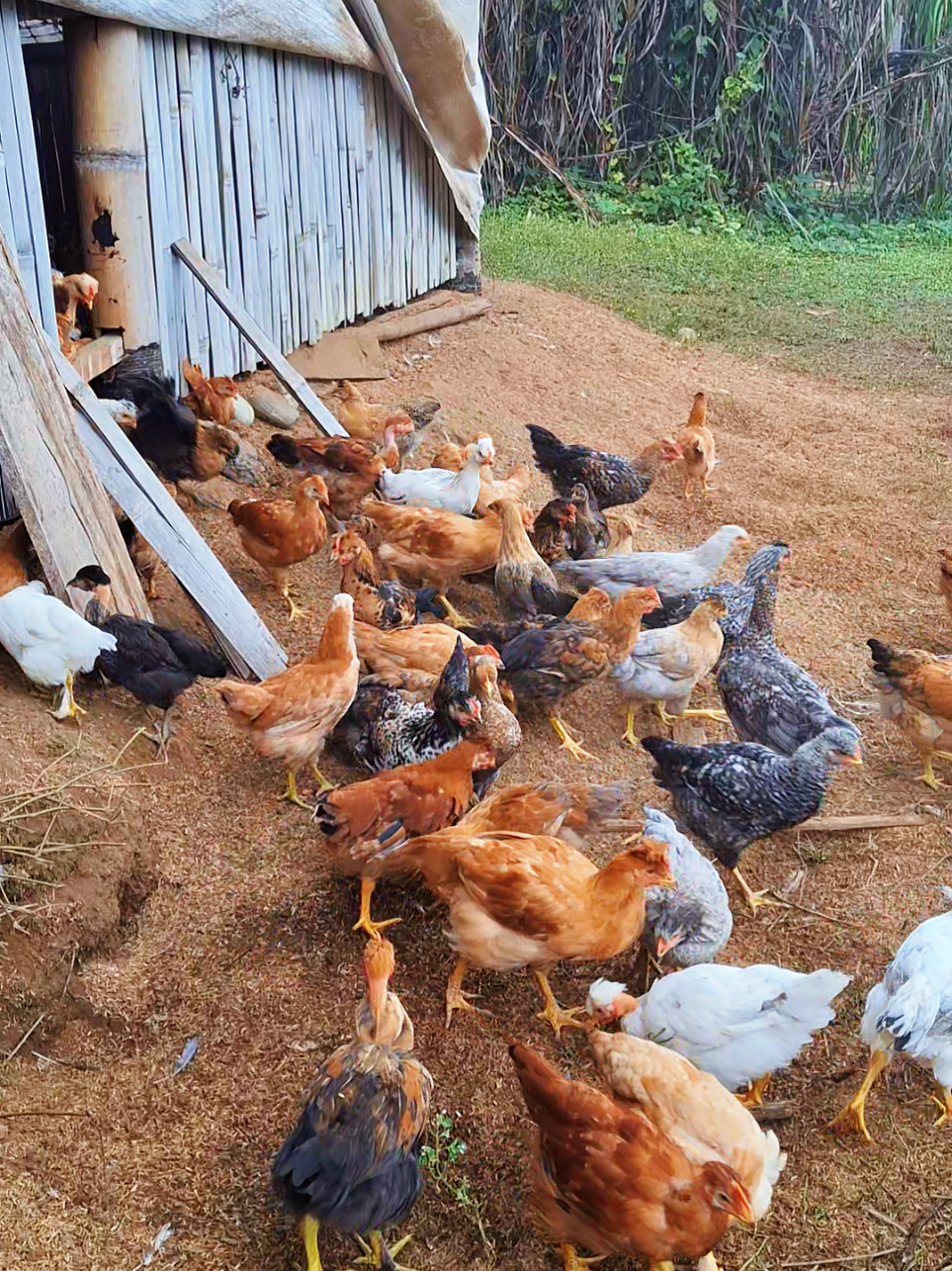 ¡OPERACIÓN ESCAPE DEL GALLINERO EN CURSO! 🐔🐓🍃💚 #Viral #Tendencia #Humor #MisiónImposible  #Viralizando #HumorAnimal #TendenciaViral #FarmLife #AnimalesGraciosos #ParaTi  #animals #paratii #cutechickens #fyp #foryoupage #gallinasfelices 