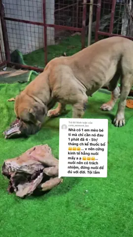 Trả lời @cute_moment_luv  ae đam mê mà ko có tài chính đâu nhỉ#pitbull #thucung #chó 