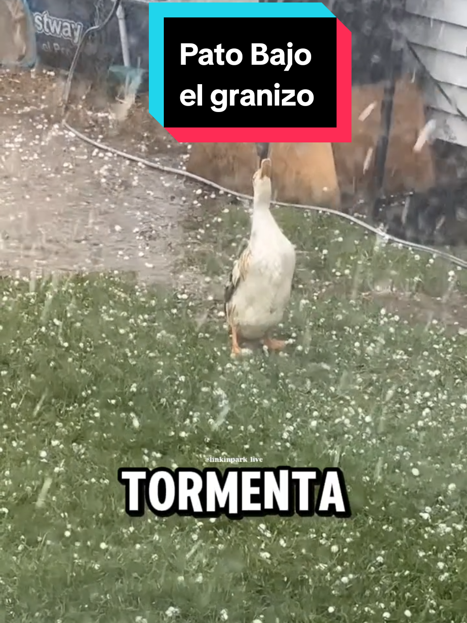 Pato Bajo el granizo #pato #granizo #legati #paratii #Motivacional 