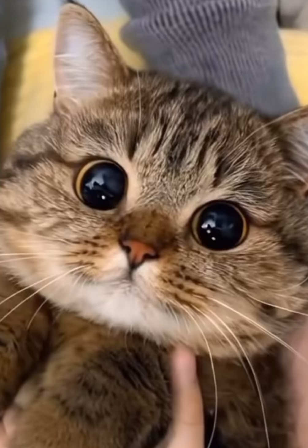Cat eyes are absolutely mesmerizing! Their large, round pupils and reflective irises give them an almost mystical appearance.  Not only are they adorable, but they’re also incredibly powerful—cats have exceptional night vision thanks to a special layer in their eyes called the tapetum lucidum, which reflects light and helps them see in low-light conditions. #catsoftiktok #animal #cathumor #funnytiktok #adorable #iwantone #crazycat #kitten #goods4cats #PetsOfTikTok #fyp #forypurpage #mypet #viralvideos #catstuff #kittensoftiktok #treats #dramaking #dramaqueen ##dogs #petlovers #cutebaby 