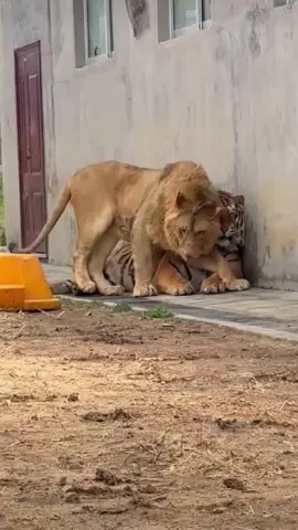 🐯: we are not suitable for each other.#tiger #animals 