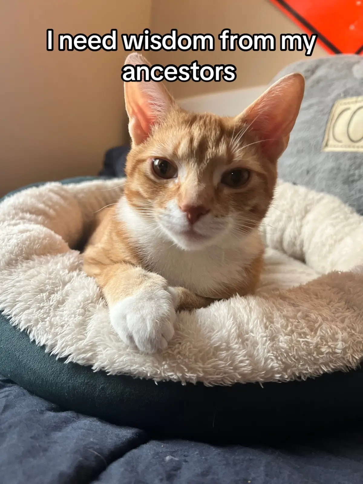 He loves the bathroom #fyp #cat #catsoftiktok #cats #meow #pet #pets #orangecat #orangecatbehavior #orangecatsoftiktok #orangecatbraincell 