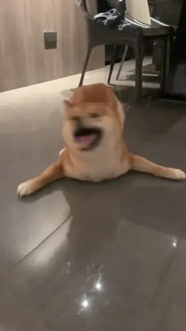 Dogs can heal all unhappiness.#happydog #dog #funnyvideos #funnydogs #dogsoftiktok #cutedog #doglife 